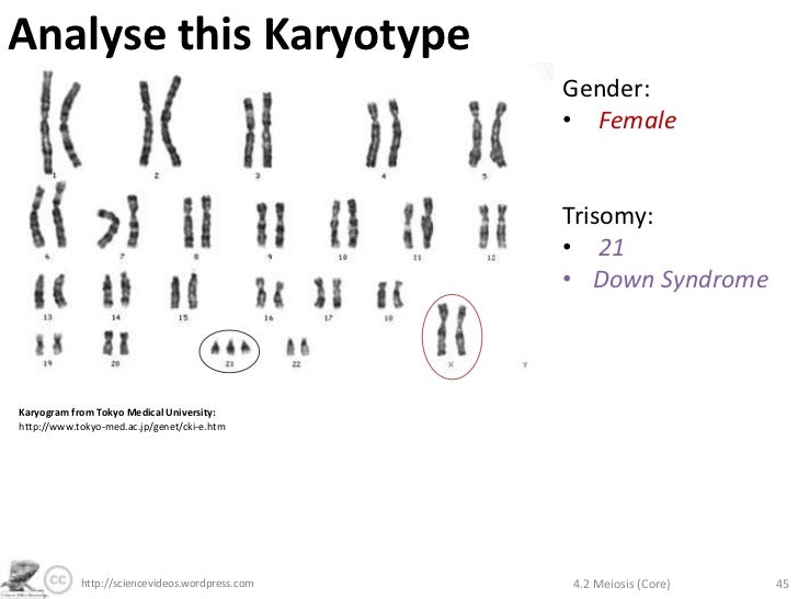 Meiosis (Core)