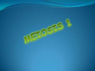 MEIOSIS 1 