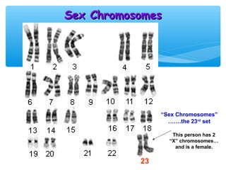Sex Chromosomes




                “Sex Chromosomes”
                  …….the 23rd set

                   This person has 2
                  “X” chromosomes…
                    and is a female.

           23
 