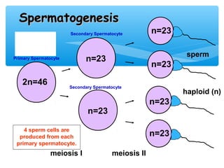 Spermatogenesis
                       Secondary Spermatocyte        n=23
   human
   sex cell
                                                             sperm
Primary Spermatocyte         n=23
                                                     n=23

   2n=46               Secondary Spermatocyte
                                                            haploid (n)
                                                     n=23
  diploid (2n)                n=23

    4 sperm cells are
  produced from each                                 n=23
 primary spermatocyte.
                meiosis I               meiosis II
 