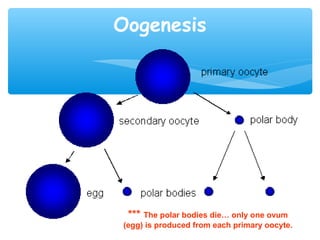Oogenesis




 *** The polar bodies die… only one ovum
(egg) is produced from each primary oocyte.
 