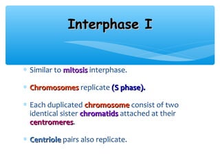 Interphase I


∗ Similar to mitosis interphase.

∗ Chromosomes replicate (S phase).

∗ Each duplicated chromosome consist of two
  identical sister chromatids attached at their
  centromeres.
  centromeres

∗ Centriole pairs also replicate.
 