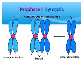 Prophase I - Synapsis
                    Homologous chromosomes




sister chromatids                            sister chromatids
                          Tetrad
 