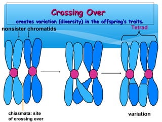 Crossing Over
     creates variation (diversity) in the offspring’s traits.
nonsister chromatids                                   Tetrad




  chiasmata: site                                     variation
  of crossing over
 