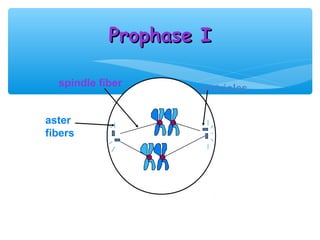 Prophase I

  spindle fiber     centrioles


aster
fibers
 