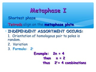 Metaphase I
∗ Shortest phase
∗ Tetrads align on the metaphase plate.
                                 plate
∗ INDEPENDENT ASSORTMENT OCCURS:
 1. Orientation of homologous pair to poles is
 random.
 2. Variation
 3. Formula: 2n
                 Example: 2n = 4
                      then    n = 2
                      thus 22 = 4 combinations
 