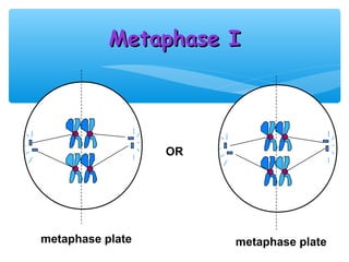 Metaphase I




                  OR




metaphase plate        metaphase plate
 