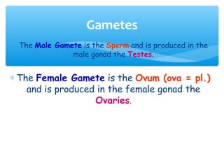 Gametes
∗ The Male Gamete is the Sperm and is produced in the
               male gonad the Testes.


∗ The Female Gamete is the Ovum (ova = pl.)
    and is produced in the female gonad the
                   Ovaries.
 