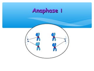 Anaphase I
 