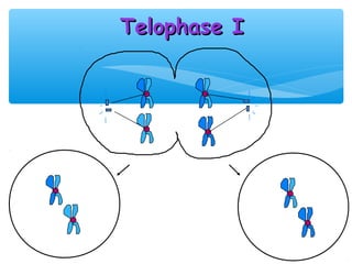 Telophase I
 