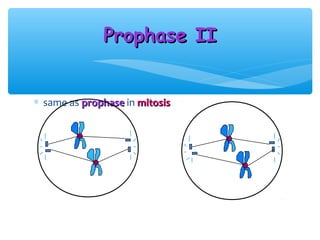 Prophase II


∗ same as prophase in mitosis
 