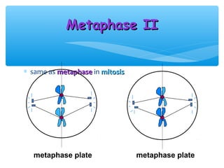 Metaphase II


∗ same as metaphase in mitosis




  metaphase plate                metaphase plate
 