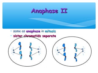 Anaphase II


∗ same as anaphase in mitosis
∗ sister chromatids separate
 