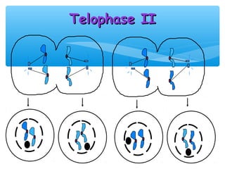 Telophase II
 
