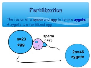 Fertilization
∗ The fusion of a sperm and egg to form a zygote.
                                          zygote
∗ A zygote is a fertilized egg


                       sperm
       n=23             n=23
       egg
                                         2n=46
                                        zygote
 