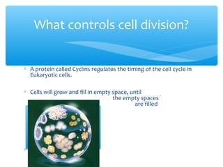 What controls cell division?


∗ A protein called Cyclins regulates the timing of the cell cycle in
  Eukaryotic cells.

∗ Cells will grow and fill in empty space, until
                                    the empty spaces
                                             are filled




∗
 