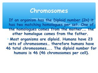 Chromosomes
∗ If an organism has the Diploid number (2n) it
  has two matching homologues per set. One of
  the homologues comes from the mother.… the
    other homologue comes from the father.
 ∗ Most organisms are diploid. Humans have 23
  sets of chromosomes… therefore humans have
46 total chromosomes….. The diploid number for
     humans is 46 (46 chromosomes per cell).
 
