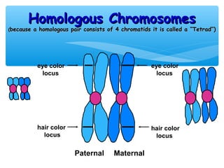 Homologous Chromosomes
(because   a homologous pair consists of 4 chromatids it is called a “Tetrad”)




            eye color                                 eye color
              locus                                    locus




            hair color                                hair color
              locus                                    locus

                          Paternal      Maternal
 