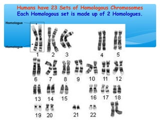 Humans have 23 Sets of Homologous Chromosomes
     Each Homologous set is made up of 2 Homologues.
Homologue




Homologue
 