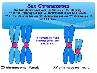 Sex Chromosomes
         The Sex Chromosomes code for the sex of the offspring.
     ** If the offspring has two “X” chromosomes it will be a female.
  ** If the offspring has one “X” chromosome and one “Y” chromosome it
                              will be a male.




                         In Humans the “Sex
                         Chromosomes” are
                             the 23rd set




XX chromosome - female                 XY chromosome - male
 