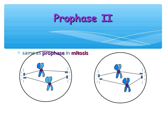 during prophase 1 of meiosis during prophase 1 of meiosis