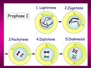 meiosis-1.ppt