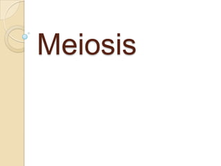 Meiosis,[object Object]