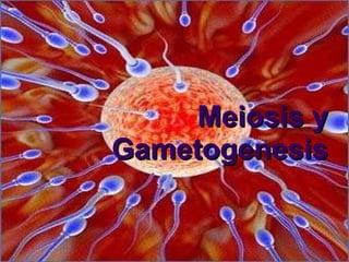 Meiosis y Gametogenesis 