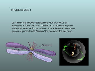 PROMETAFASE 1 La membrana nuclear desaparece y los cromosomas adosados a fibras del huso comienzan a moverse al plano ecuatorial. Aquí se forma una estructura llamada cinetocoro que es el punto donde "anclan" los microtúbulos del huso. 