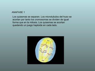 ANAFASE 1 Los quiasmas se separan. Los microtubulos del huso se acortan por tanto los cromosomas se dividen de igual forma que en la mitosis. Los quiasmas se acortan quedando un juego haploide en cada lado. 