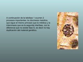 A continuación de la telofase 1 ocurren 2 procesos importantes: la citocinesis meiotica, que sigue el mismo principio que la mitótica y la intercinesis que es la segunda interfase, con la diferencia que no existe fase S, es decir no hay duplicación del material genético. 