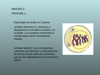 MEIOSIS 2: PROFASE 2 Esta etapa se divide en 2 partes: -profase temprana 2: comienza a desaparecer la envoltura nuclear y el nucleolo. La cromatina comienzan a condensarse como cromosomas visibles. -profase tardía 2:  Los cromosomas continúan acortándose y engrosándose. Se forma el huso entre los centríolos, que se han desplazado a los polos de la célula. 
