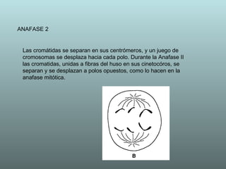 ANAFASE 2 Las cromátidas se separan en sus centrómeros, y un juego de cromosomas se desplaza hacia cada polo. Durante la Anafase II las cromatidas, unidas a fibras del huso en sus cinetocóros, se separan y se desplazan a polos opuestos, como lo hacen en la anafase mitótica.  