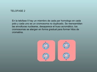 TELOFASE 2 En la telofase II hay un miembro de cada par homologo en cada polo y cada uno es un cromosoma no duplicado. Se reensamblan las envolturas nucleares, desaparece el huso acromático. los cromosomas se alargan en forma gradual para formar hilos de cromatina. 