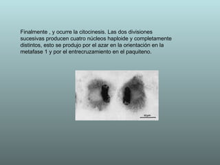 Finalmente  , y ocurre la citocinesis. Las dos divisiones sucesivas producen cuatro núcleos haploide y completamente distintos, esto se produjo por el azar en la orientación en la metafase 1 y por el entrecruzamiento en el paquiteno.  