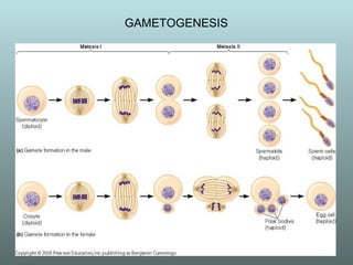 GAMETOGENESIS 