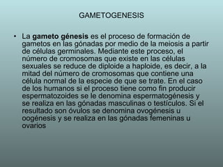 GAMETOGENESIS La  gameto génesis  es el proceso de formación de gametos en las gónadas por medio de la meiosis a partir de células germinales. Mediante este proceso, el número de cromosomas que existe en las células sexuales se reduce de diploide a haploide, es decir, a la mitad del número de cromosomas que contiene una célula normal de la especie de que se trate. En el caso de los humanos si el proceso tiene como fin producir espermatozoides se le denomina espermatogénesis y se realiza en las gónadas masculinas o testículos. Si el resultado son óvulos se denomina ovogénesis u oogénesis y se realiza en las gónadas femeninas u ovarios 
