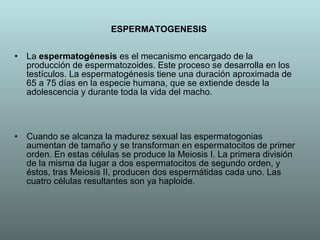 ESPERMATOGENESIS La  espermatogénesis  es el mecanismo encargado de la producción de espermatozoides. Este proceso se desarrolla en los testículos. La espermatogénesis tiene una duración aproximada de 65 a 75 días en la especie humana, que se extiende desde la adolescencia y durante toda la vida del macho.  Cuando se alcanza la madurez sexual las espermatogonias aumentan de tamaño y se transforman en espermatocitos de primer orden. En estas células se produce la Meiosis I. La primera división de la misma da lugar a dos espermatocitos de segundo orden, y éstos, tras Meiosis II, producen dos espermátidas cada uno. Las cuatro células resultantes son ya haploide.  