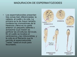 MADURACION DE ESPERMATOZOIDES Los espermatozoides presentan tres zonas bien diferenciadas: la cabeza, el cuello y la cola. La primera es la de mayor tamaño, contiene los cromosomas de la herencia y lleva en su parte anterior un pequeño saliente o acrosoma cuya misión es perforar las envolturas del óvulo. En el cuello se localiza el centrosoma y las mitocondrias, y la cola es el filamento que le permite al espermatozoide "nadar" hasta el óvulo para fecundarlo. 