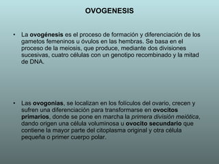 OVOGENESIS La  ovogénesis  es el proceso de formación y diferenciación de los gametos femeninos u óvulos en las hembras. Se basa en el proceso de la meiosis, que produce, mediante dos divisiones sucesivas, cuatro células con un genotipo recombinado y la mitad de DNA.  Las  ovogonias , se localizan en los folículos del ovario, crecen y sufren una diferenciación para transformarse en  ovocitos primarios , donde se pone en marcha la  primera división meiótica , dando origen una célula voluminosa u  ovocito secundario  que contiene la mayor parte del citoplasma original y otra célula pequeña o primer cuerpo polar. 