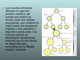 Los ovocitos primarios efectúan la  segunda división meiótica ; del ovocito secundario se forman otras dos células: una grande, que contiene la mayor parte del citoplasma original, y otra pequeña o segundo cuerpo polar. Los cuerpos polares se desintegran rápidamente, mientras que la otra célula se desarrolla para convertirse en un  Óvulo  maduro, haploide. 