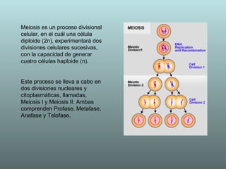 Meiosis es un proceso divisional celular, en el cuál una célula diploide (2n), experimentará dos divisiones celulares sucesivas, con la capacidad de generar cuatro células haploide (n).  Este proceso se lleva a cabo en dos divisiones nucleares y citoplasmáticas, llamadas, Meiosis I y Meiosis II. Ambas comprenden Profase, Metafase, Anafase y Telofase.  