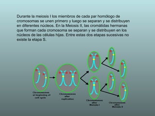 Durante la meiosis I los miembros de cada par homólogo de cromosomas se unen primero y luego se separan y se distribuyen en diferentes núcleos. En la Meiosis II, las cromátidas hermanas que forman cada cromosoma se separan y se distribuyen en los núcleos de las células hijas. Entre estas dos etapas sucesivas no existe la etapa S. 