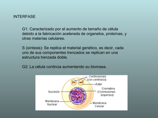 INTERFASE G1: Caracterizado por el aumento de tamaño de célula debido a la fabricación acelerada de organelos, proteínas, y otras materias celulares.  S (síntesis): Se replica el material genético, es decir, cada uno de sus componentes trenzados se replican en una estructura trenzada doble.  G2: La célula continúa aumentando su biomasa.  