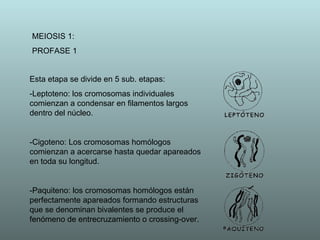 MEIOSIS 1: PROFASE 1 Esta etapa se divide en 5 sub. etapas: -Leptoteno:  los cromosomas individuales comienzan a condensar en filamentos largos dentro del núcleo. -Cigoteno:  Los cromosomas homólogos comienzan a acercarse hasta quedar apareados en toda su longitud. -Paquiteno:  los cromosomas homólogos están perfectamente apareados formando estructuras que se denominan bivalentes se produce el fenómeno de entrecruzamiento o crossing-over. 