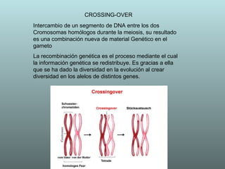 CROSSING-OVER Intercambio de un segmento de DNA entre los dos Cromosomas homólogos durante la meiosis, su resultado es una combinación nueva de material Genético en el gameto  La recombinación genética es el proceso mediante el cual la información genética se redistribuye. Es gracias a ella que se ha dado la diversidad en la evolución al crear diversidad en los alelos de distintos genes. 