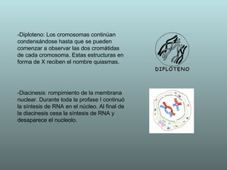 -Diploteno:  Los cromosomas continúan condensándose hasta que se pueden comenzar a observar las dos cromátidas de cada cromosoma. Estas estructuras en forma de X reciben el nombre quiasmas. -Diacinesis:  rompimiento de la membrana nuclear. Durante toda la profase I continuó la síntesis de RNA en el núcleo. Al final de la diacinesis cesa la síntesis de RNA y desaparece el nucleolo.  