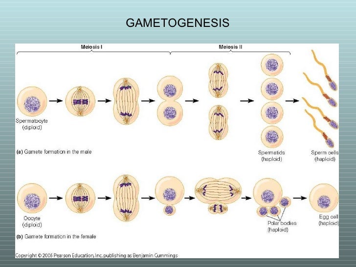 Meiosis