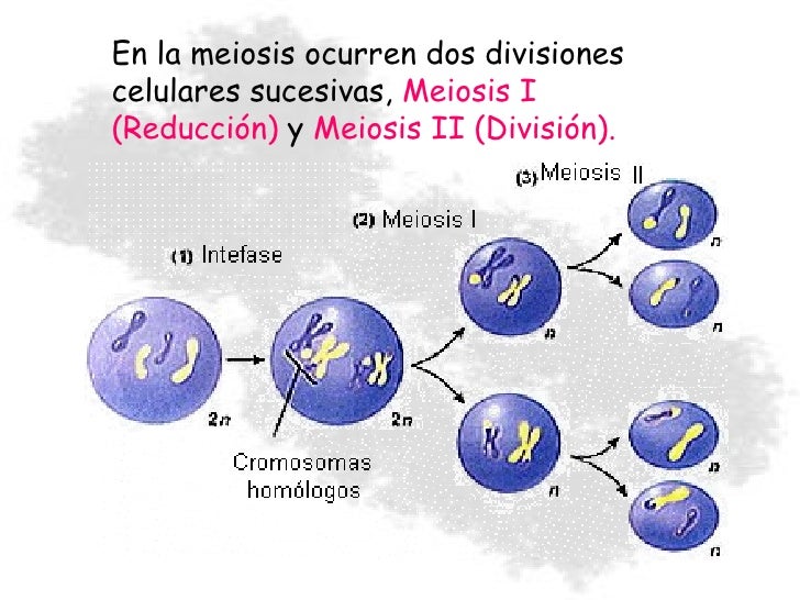 Meiosis