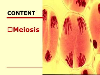 CONTENT Meiosis 